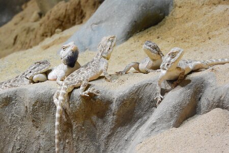 A group of agam a few lizards agamas in the sand