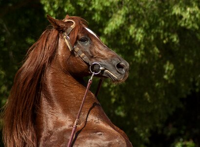 Cabrer horse show dressage photo