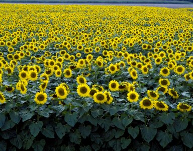 Flower bloom blossom photo