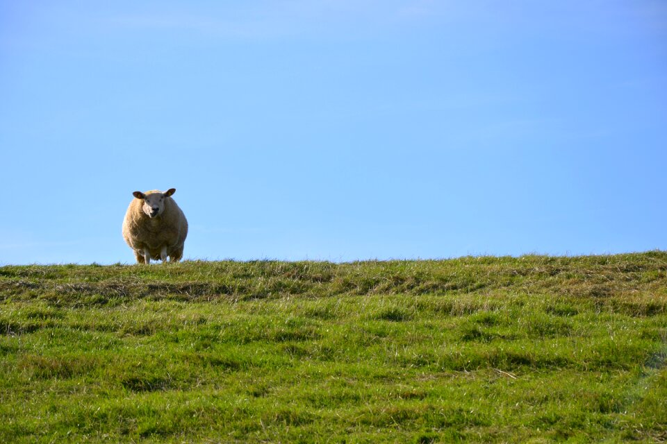 North sea wadden sea dike sheep
