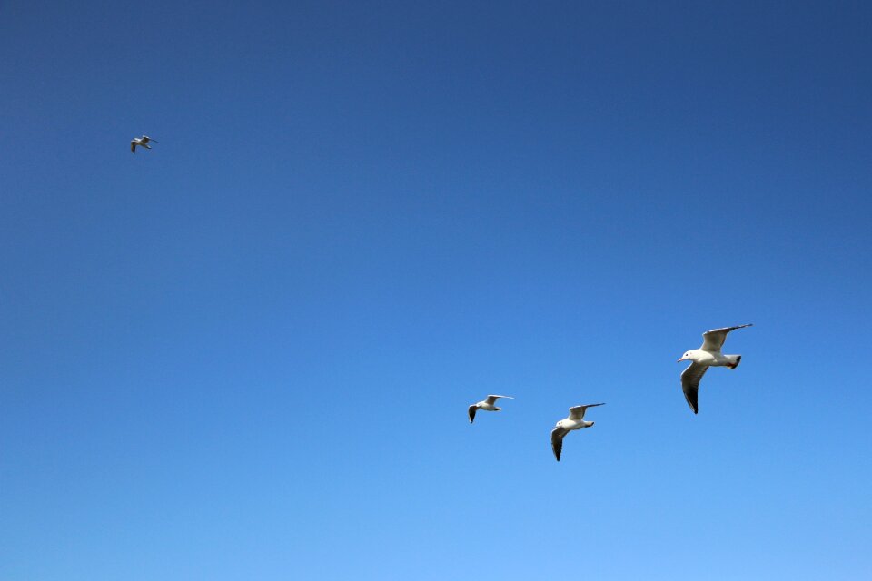 Flight wings birds
