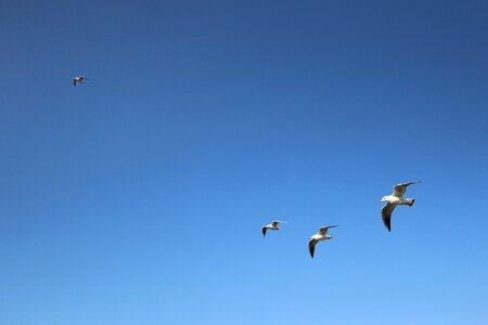 Flight wings birds