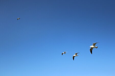 Flight wings birds photo