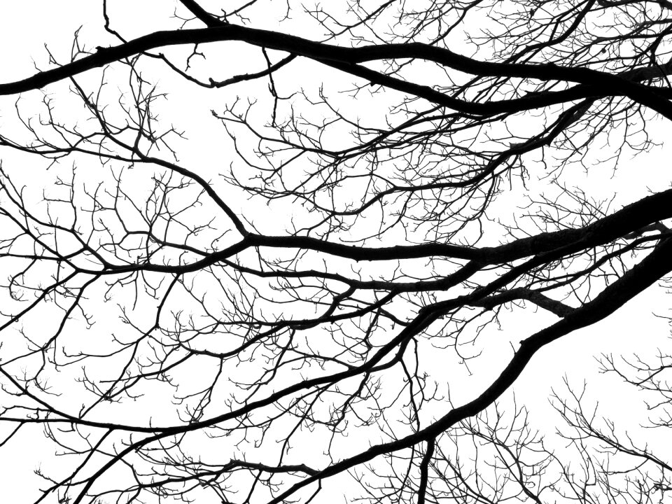 Black white fractal