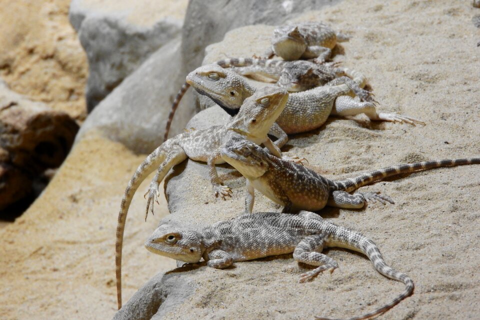 A group of agam a few lizards agamas in the sand