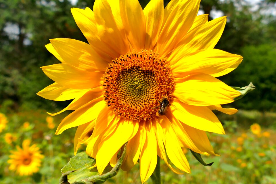 Colorful flora summer