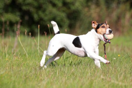 Dog pet small dog