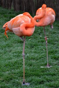 Bird pink legs photo