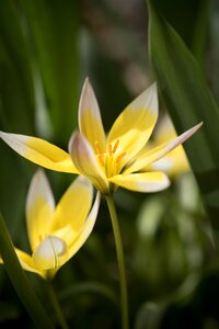 Bloom yellow-white star tulip photo