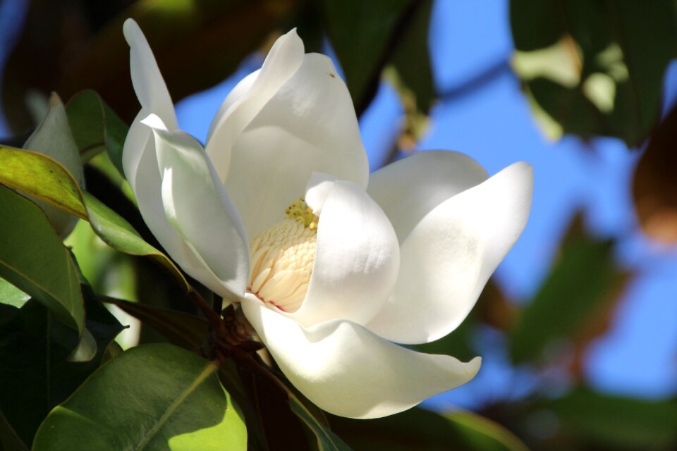 Blossom bloom magnoliengewaechs photo