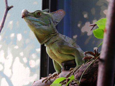 The prague zoo a mythical creature basilisk