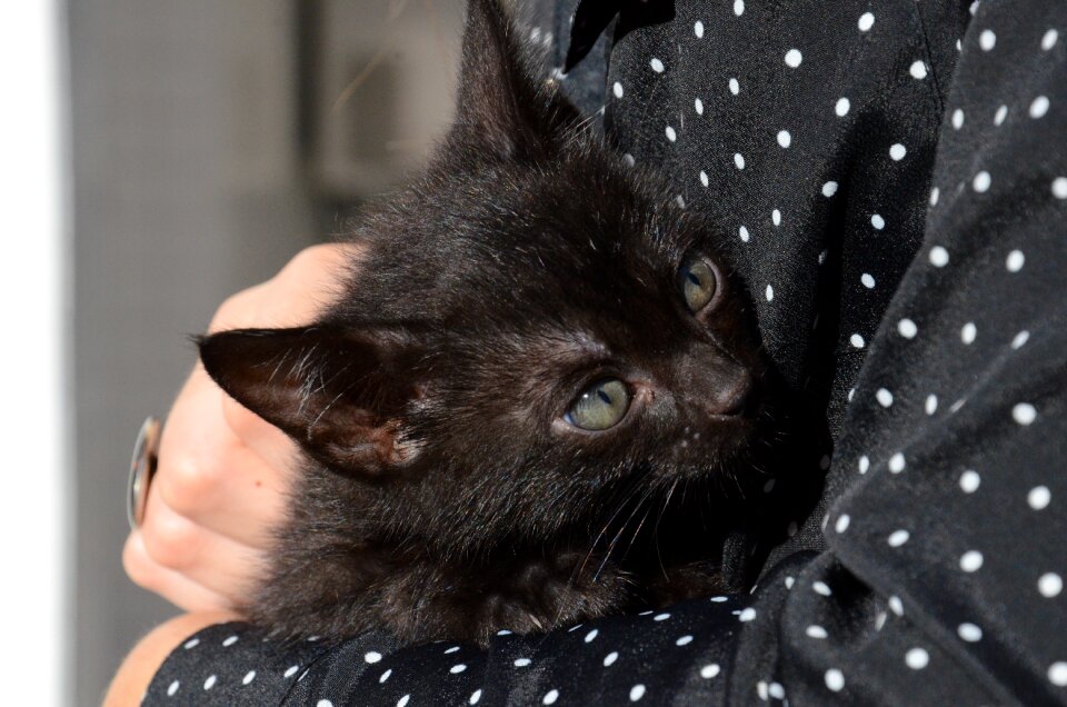 Cute cat puppy puppy