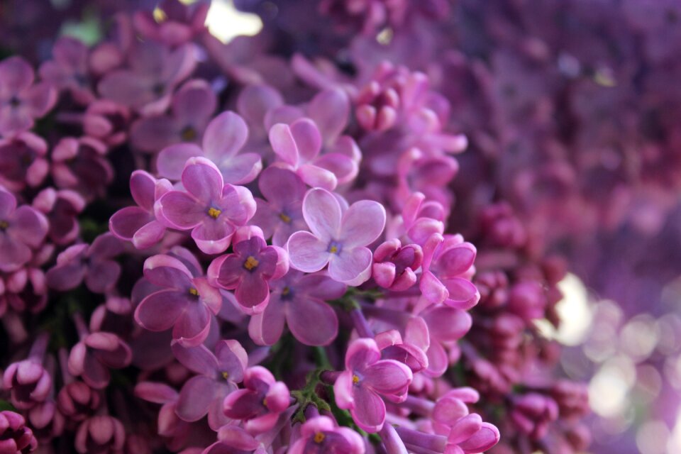 Nature purple flowers violet