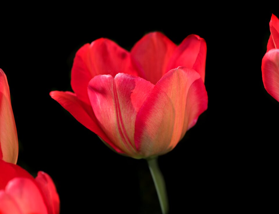 Bloom red petals
