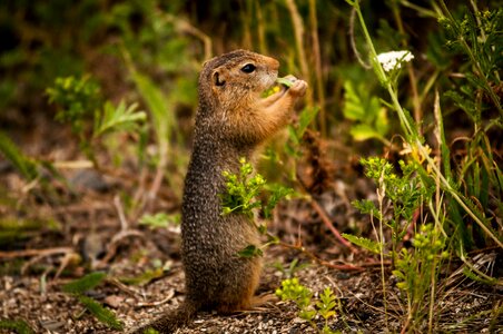 Nature rodent garden