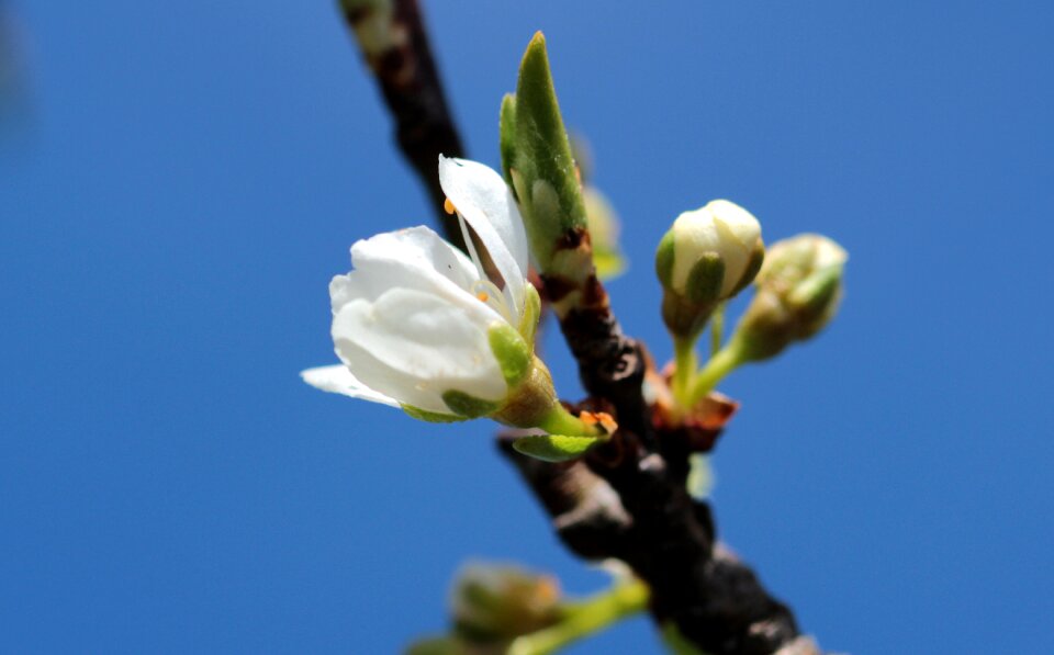 Prunus domestica half open leaf