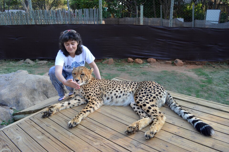 South africa lions park cheetah