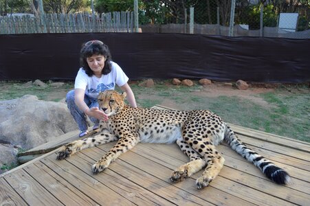 South africa lions park cheetah photo