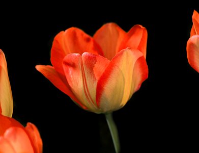 Bloom orange petals photo