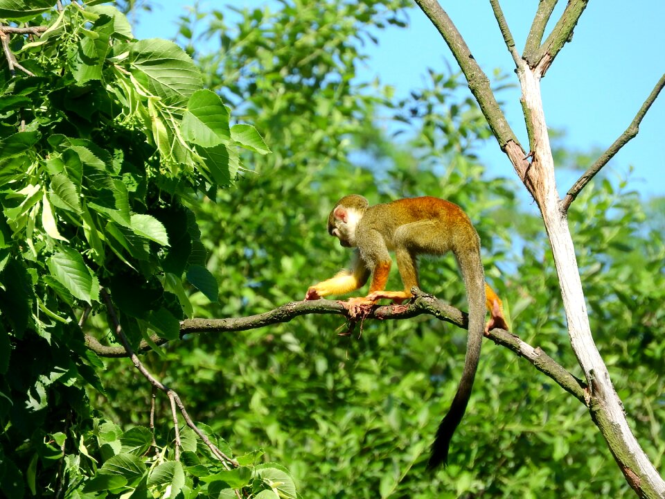 Malpovití scebidae monkey on the tree