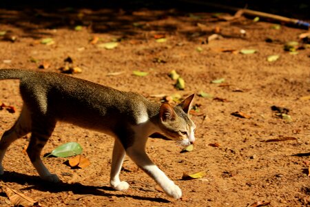 Travel cat random photo