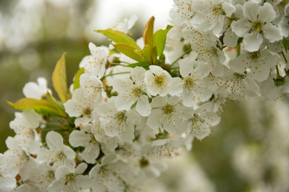 Spring meadow bloom