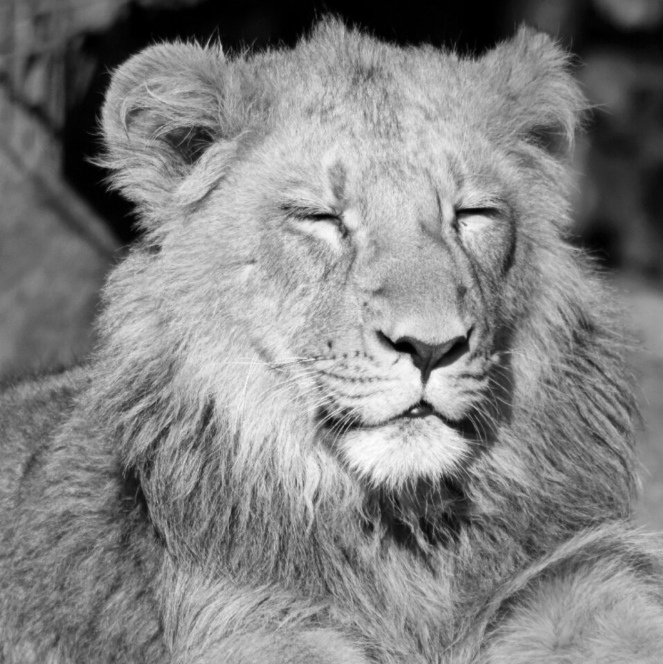 Predator enjoy feline
