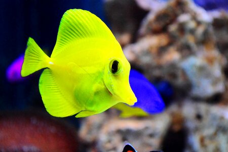 Marine fish yellow