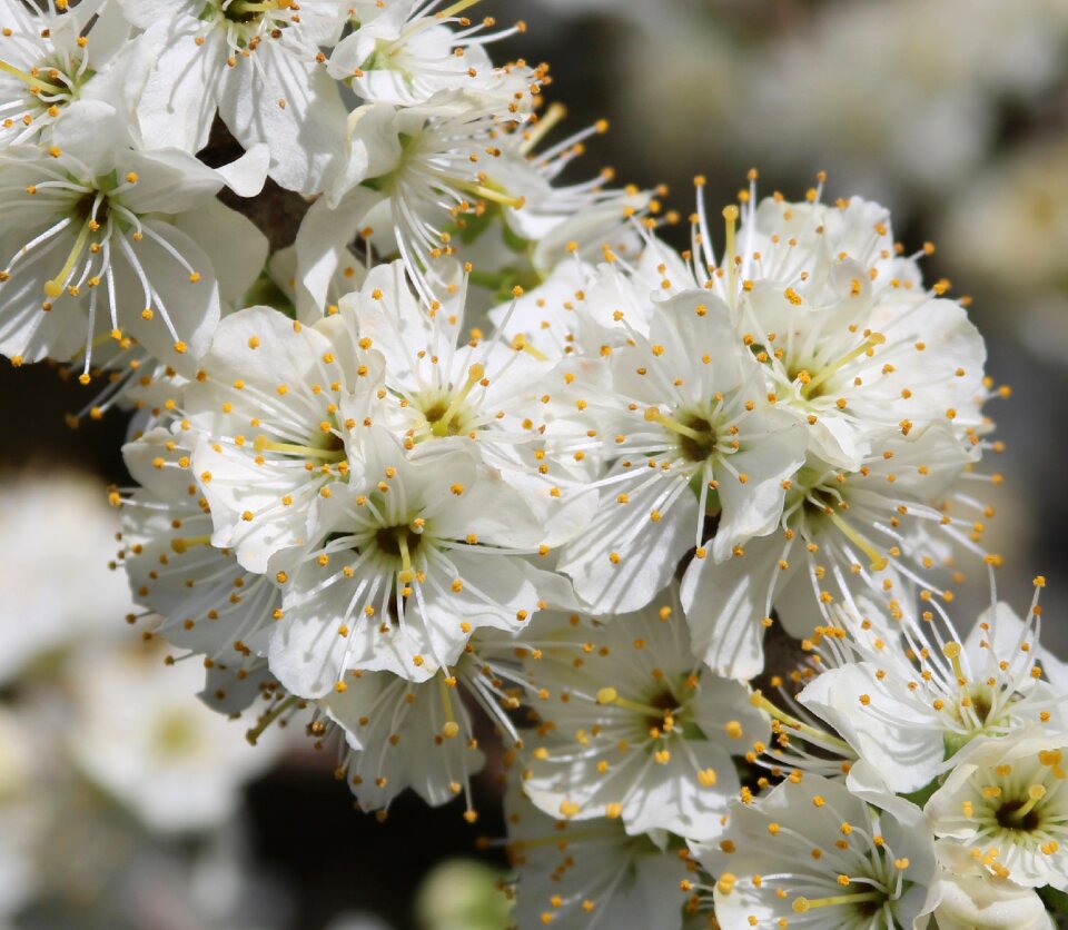 Flora branch blooming