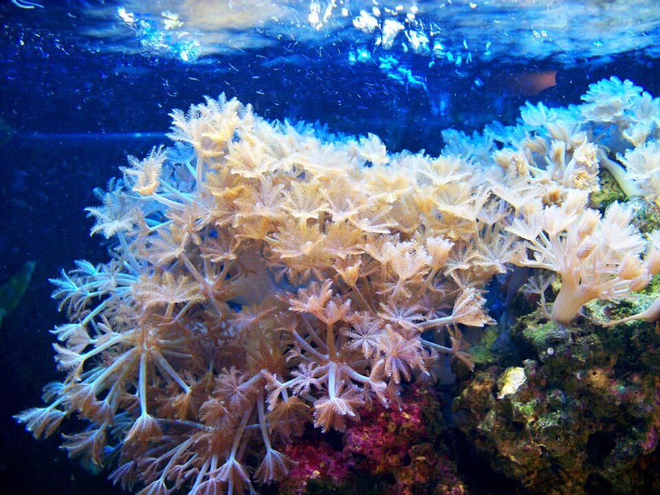 Glove coral marine living