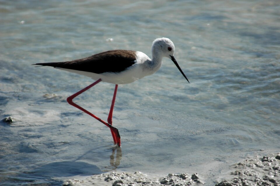Bird stilt nutrition swamp