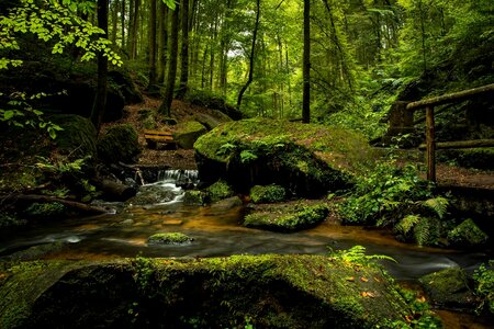 Forest spring morning photo