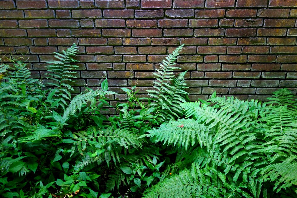 Wall fern growing against wall green wall photo