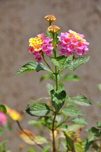 Flowers pink yellow
