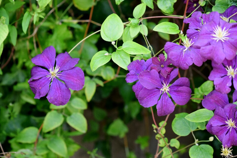 Leaf blossom spring