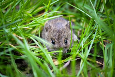 Small animal cute