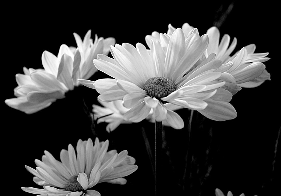 Flower white spring