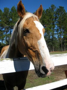 Fence farm palamino
