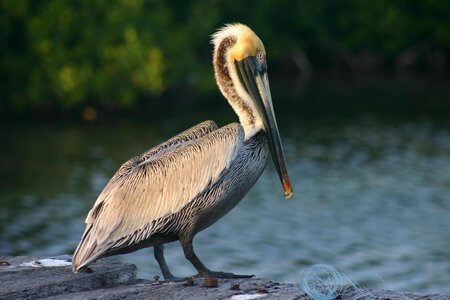 Nature fauna animal