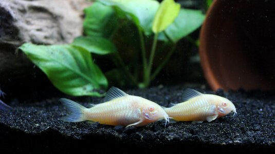Aquatic corydoras albino