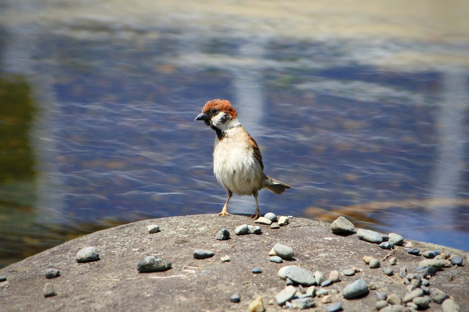 Wild birds wild animal pond
