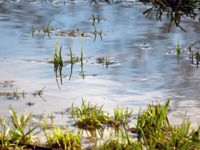 Nature reflection garden