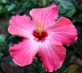 Tropical pink hibiscus photo