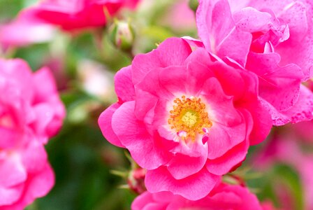 Bloom flower roses photo