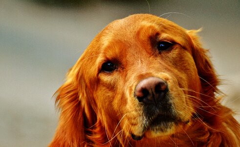 Light brown pet big dog