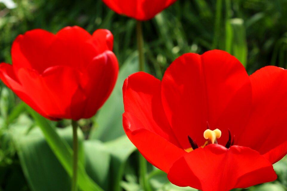 Spring flowers bloom red flower