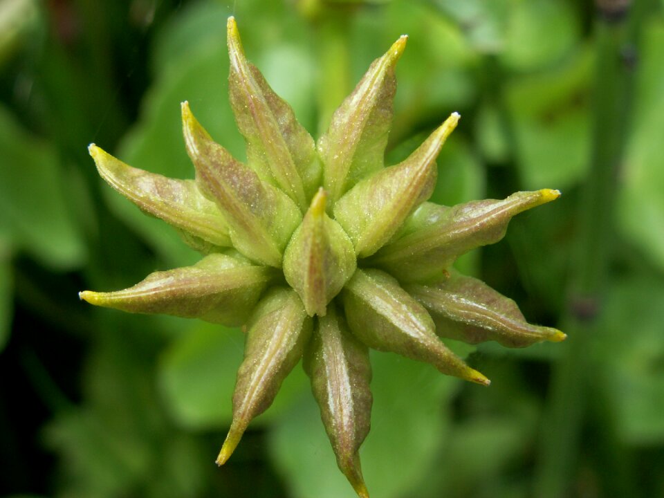Gemma marsh marigold pond plant