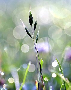 Drops morning green photo