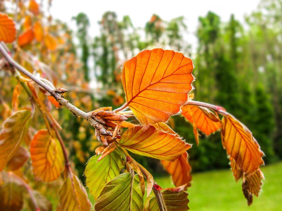 Horticulture green nature