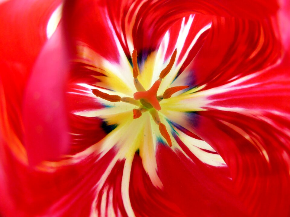 Pistil nature tulips